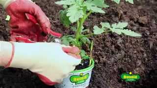 How to Plant Tomatoes [upl. by Anailuj]