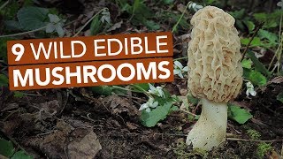 9 Wild Edible Mushrooms You Can Forage This Spring [upl. by Cappella966]