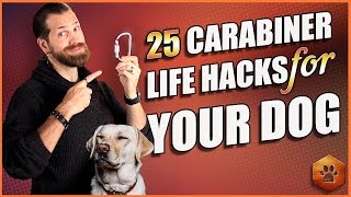 Best Dog Accessory 25 Carabiner Life Hacks for Your Dog [upl. by Enajyram]