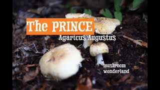 The Prince Agaricus Augustus  All about this edible wild mushroom [upl. by Danyette855]