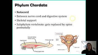 Phylum Chordata [upl. by Winonah]