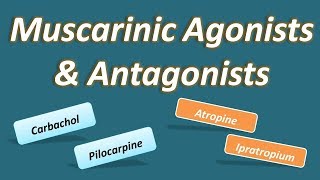 Muscarinic agonists and antagonists [upl. by Ketti]