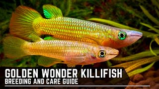 Golden Wonder Panchax  Killifish  Breeding and Care Guide [upl. by Euqirat]