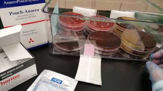 Microbiology Anaerobic GasPak Container with Indicator [upl. by Alenas]