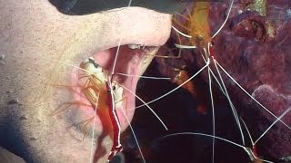 Shrimps and Cleaners  Reef Life of the Andaman  Part 21 [upl. by Ttirrej742]