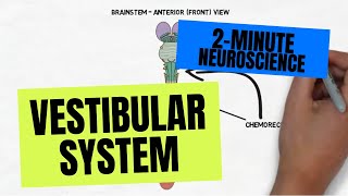 2Minute Neuroscience Vestibular System [upl. by Liamaj407]