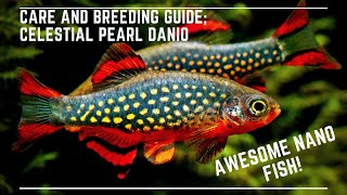 Celestial Pearl Danio Breeding and Care Guide  Galaxy Rasbora  Awesome Nano Fish [upl. by Urias]