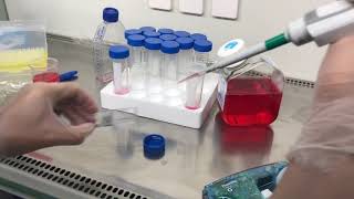 Mammalian cell culture [upl. by Kleeman851]