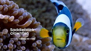 Fish Sounds Do fish talk to each other  BBC Earth Explore [upl. by Aohsoj]