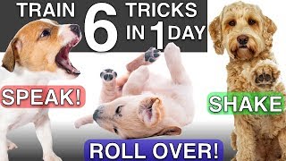 How to Train your Puppy 6 Tricks in 1 Day [upl. by Larochelle]