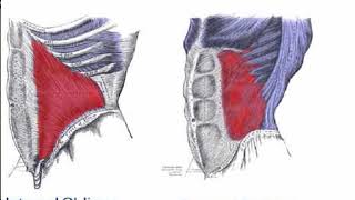 Two Minutes of Anatomy Internal and External Obliques [upl. by Kleinstein]