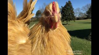 HEN or a ROOSTER How to tell Buff Orpington Cockerel [upl. by Merkley]