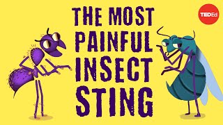 The world’s most painful insect sting  Justin Schmidt [upl. by Nahtanha]