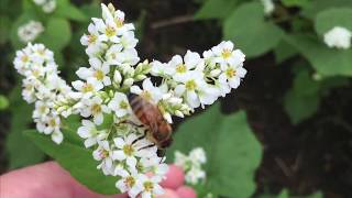 Growing Buckwheat for Your Small Farm [upl. by Hnim831]