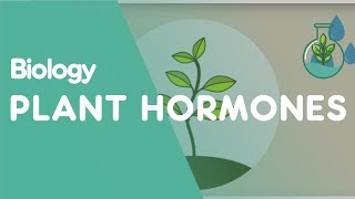 Plant Hormones Tropisms  Plants  Biology  FuseSchool [upl. by Anialam]