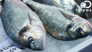 How Does Mercury Get Into Fish [upl. by Zucker]