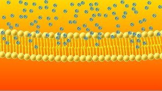 Diffusion Animation [upl. by Duong]