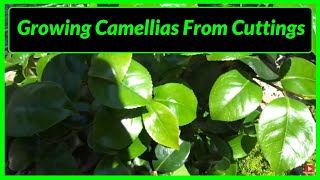 How to Grow  Propagate Camellias from Cuttings [upl. by Iridis]