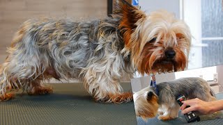 Full Grooming Yorkshire Terrier  From Start to Finish [upl. by Derina]