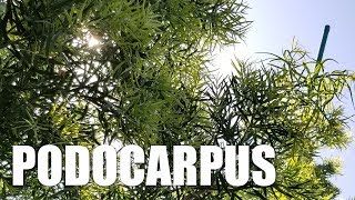 Fern Pine Podocarpus Planting and Trimming  Lucky 7 Landscapes Makeover Part 9 [upl. by Jemmy]