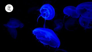 Jellyfish 4K Video for Spa w Meditation Music for Relaxing Sleeping Stress Relief amp Massage [upl. by Lenni]