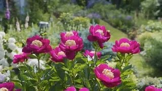 Dividing Peonies [upl. by Gathers903]