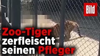 ZooTiger tötet Tierpfleger vor Publikum [upl. by Eniad]