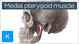 Medial Pterygoid Muscle Origin Insertion Function amp Nerve Supply  Anatomy  Kenhub [upl. by Ellenohs]