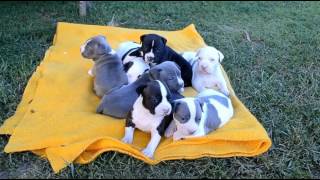 Staffordshire Terrier Amstaff Adorable Puppies Compilation  Cuteness Overload [upl. by Lozar358]