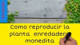 Cuidado y reproducción de la planta enredadera trepadora monedita Ficus pumila parte 1 [upl. by Maire]