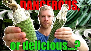 Can You Eat This DANGEROUS Fruit  Monstera Deliciosa Fruit Salad Plant Tasting [upl. by Ynnelg]