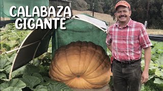 Cultivo de calabaza gigante en Napa California [upl. by Ferd]