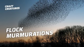 Why Do Starlings Flock in Murmurations [upl. by Lehctim]