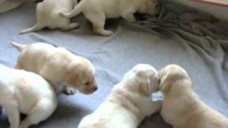 Cachorros Labrador con Pedigree  CACHITOS [upl. by Henigman]