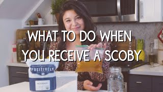 What to do when you receive a kombucha SCOBY [upl. by Sumahs455]