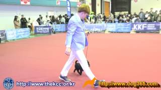 2017 KKF Dog ShowAffenpinscher [upl. by Aric779]