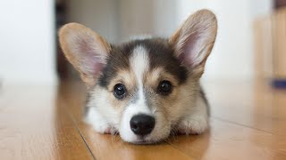 Pembroke Welsh Corgi  Description care and training [upl. by Adnilemreh129]