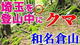 クマ出没 和名倉山の登山道でクマと遭遇 秩父の山中でツキノワグマと対面 登山中に熊 出没  Asian black bear Japanese bear encounter [upl. by Ayn]