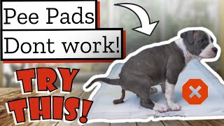 How to HOUSE BREAK a Pit bull Puppy Dont Use Pee Pads [upl. by Alla294]