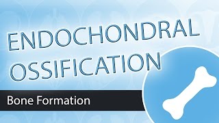 Endochondral Ossification [upl. by Kartis]