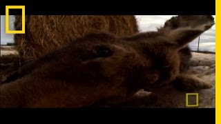 Ticks Can Kill Moose  National Geographic [upl. by Wenn]