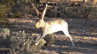 Jackrabbit Running In Slow Motion [upl. by Oecam]