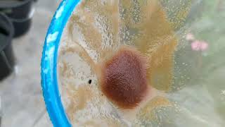 How to culture daphnia moina in a small container Part 1 English Subtitle [upl. by Niamjneb524]