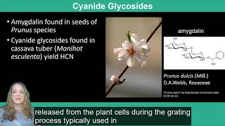 Plant Secondary Metabolism Terpenoids Lectins and Glycosides [upl. by Yatnoed988]