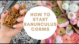 How To Pre Sprout Ranunculus Corms  Planting Ranunculus  Ranunculus Bulbs  Flower Farming [upl. by Lyris784]