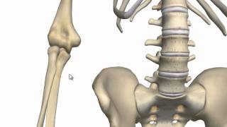 Elbow Joint  3D Anatomy Tutorial [upl. by Ahsenid488]