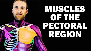 UPPER LIMB MUSCLES 16  PECTORAL REGION [upl. by Mattson]