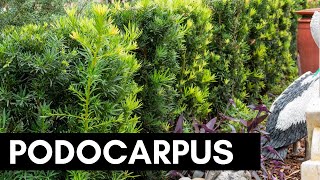 Podocarpus [upl. by Latham28]