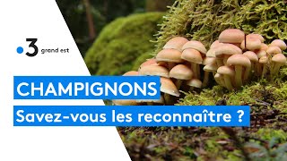 Bien connaître les champignons pour la cueillette [upl. by Ifill]