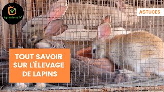 Astuces  Tout savoir sur l’élevage de lapins [upl. by Cutlip]